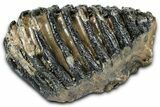 Southern Mammoth Lower M Molar - Hungary #370375-1